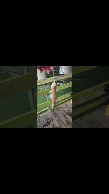 My 1st Lizard Fish!!!💥💥💥