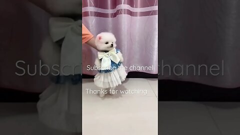 Cute little pomargian dog #entertainment #youtube #youtubeshorts #youtuber #dance