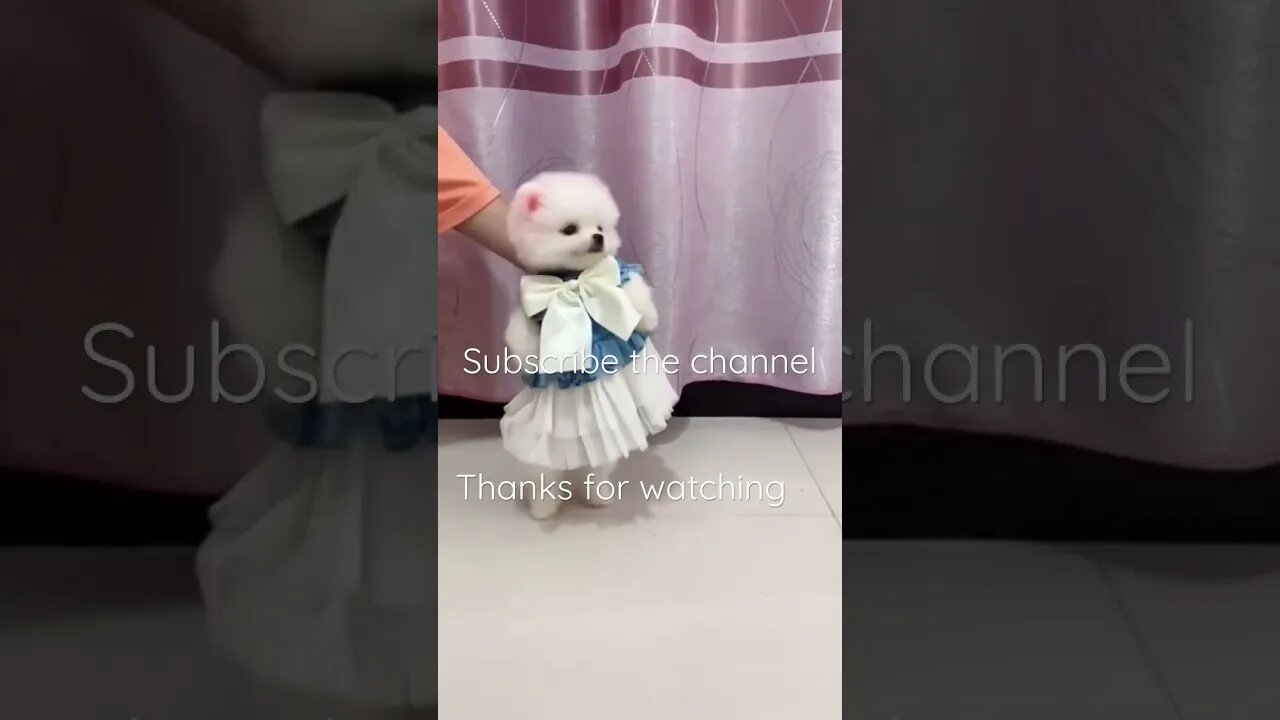 Cute little pomargian dog #entertainment #youtube #youtubeshorts #youtuber #dance