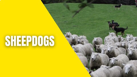 Sheep being herded by sheepdogs