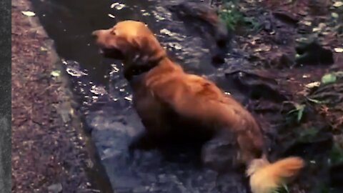 😍 Prank Dog Funny & fake Lion and Fake Tiger Prank To dog & Huge Box Prank to dog