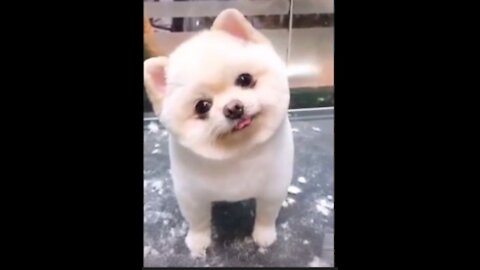 DOG IS SO CUTE ( PLEASE TRY TO LOVE THEM AND THEY WILL LOVE YOU BACK ) 🐕️❤️