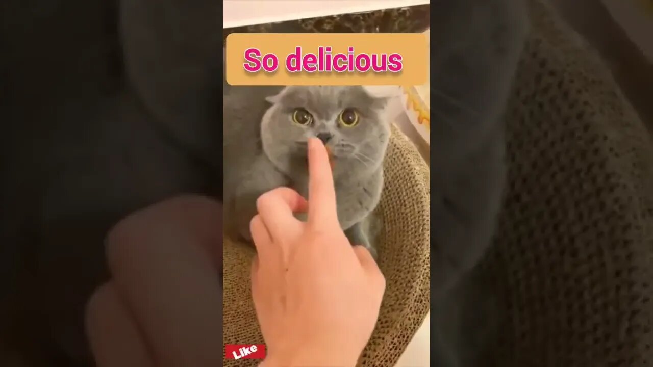 How to comfort an angry cat #funny #shorts #cat #short #tiktok #trending #trend