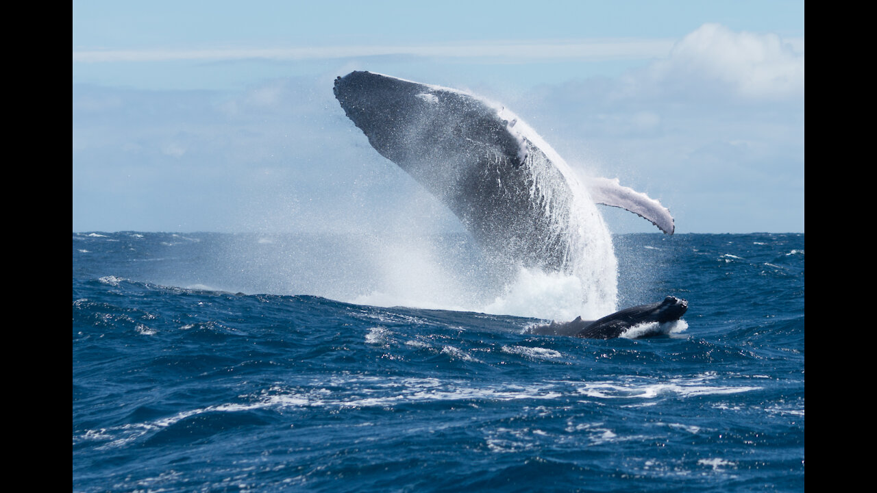 Giant Whale Almost swallowed the Man and his kayak, Awesome