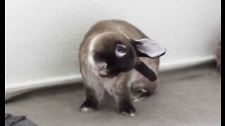 L'adorabile Ginny, il coniglio dalla testa storta