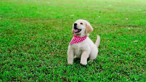 Dog love