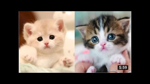 Baby Cats - Cute and Funny Cat Videos Compilation | Cute Pets