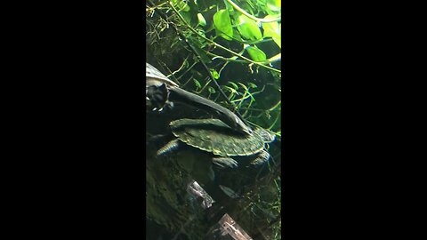 Turtle Love pt. 2