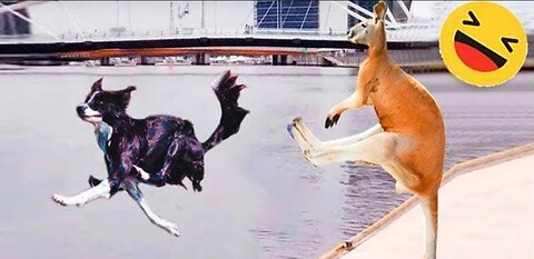 New Funny animals 2023| Funny cats and dogs 🤣🤣