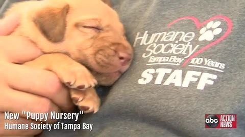Humane Society of Tampa Bay creates special space for new dog moms and puppies | Digital Short