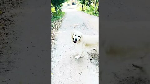 Off leash #goldenretriever #shorts