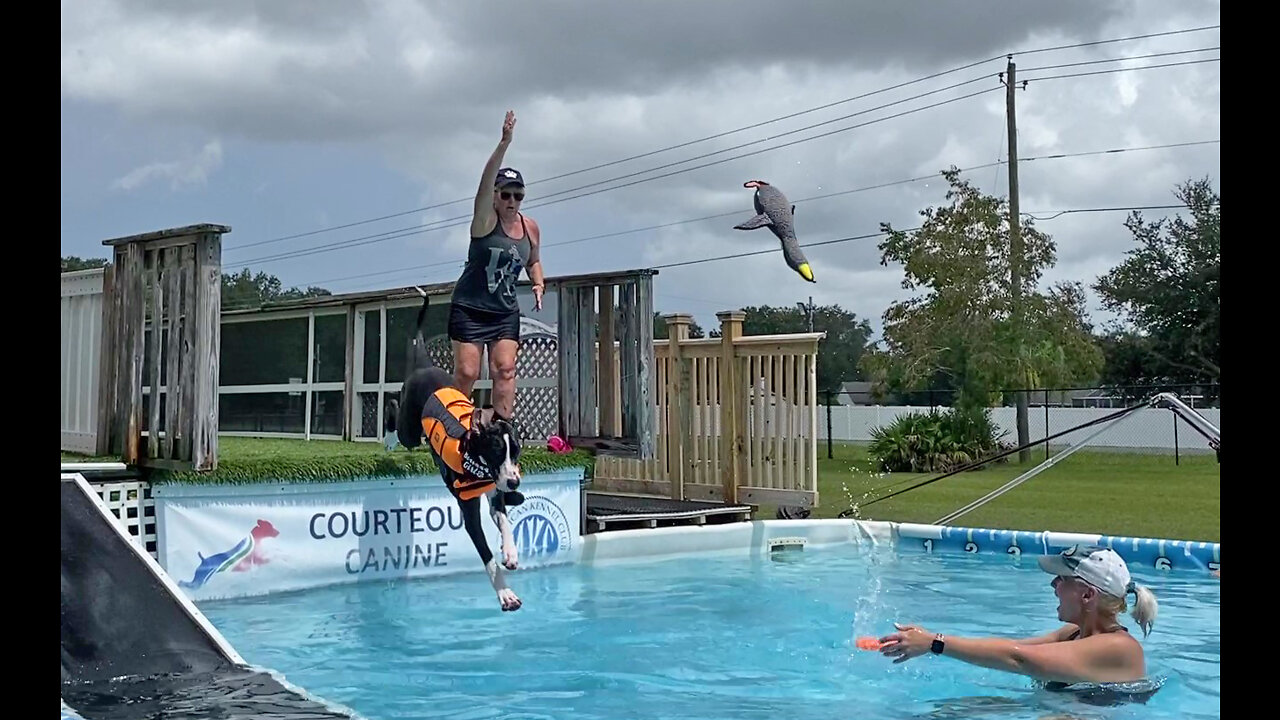 Great Danes Cheer On Proud Dock Diving Sister Dog At Pool Party