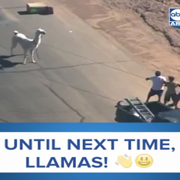 RELIVE THE LLAMA DRAMA - ABC15 Digital