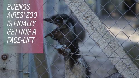 Revitalizing the squalid Buenos Aires zoo