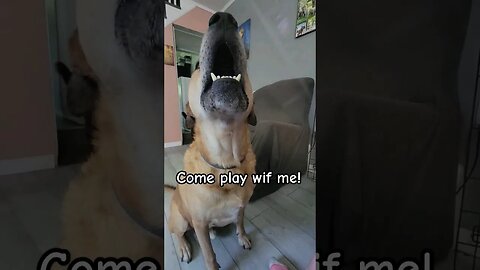I guess he told me, lol 😆 #lifewithdogs #letsplay