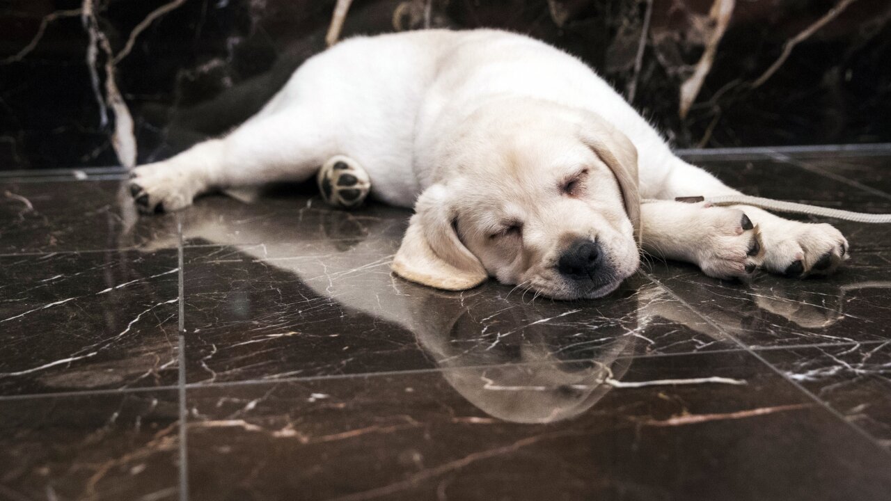 Petco CEO Wants More Offices To Allow Pets