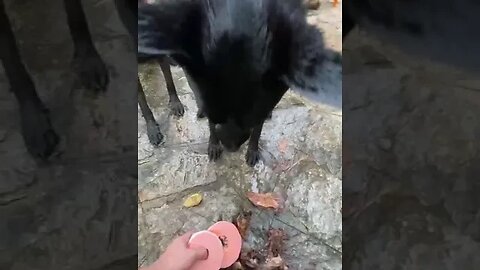 PETISCO Da TARDE: MAMÃO CONGELADO