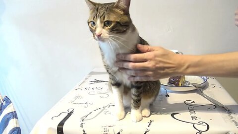 This Cat Dines with Me