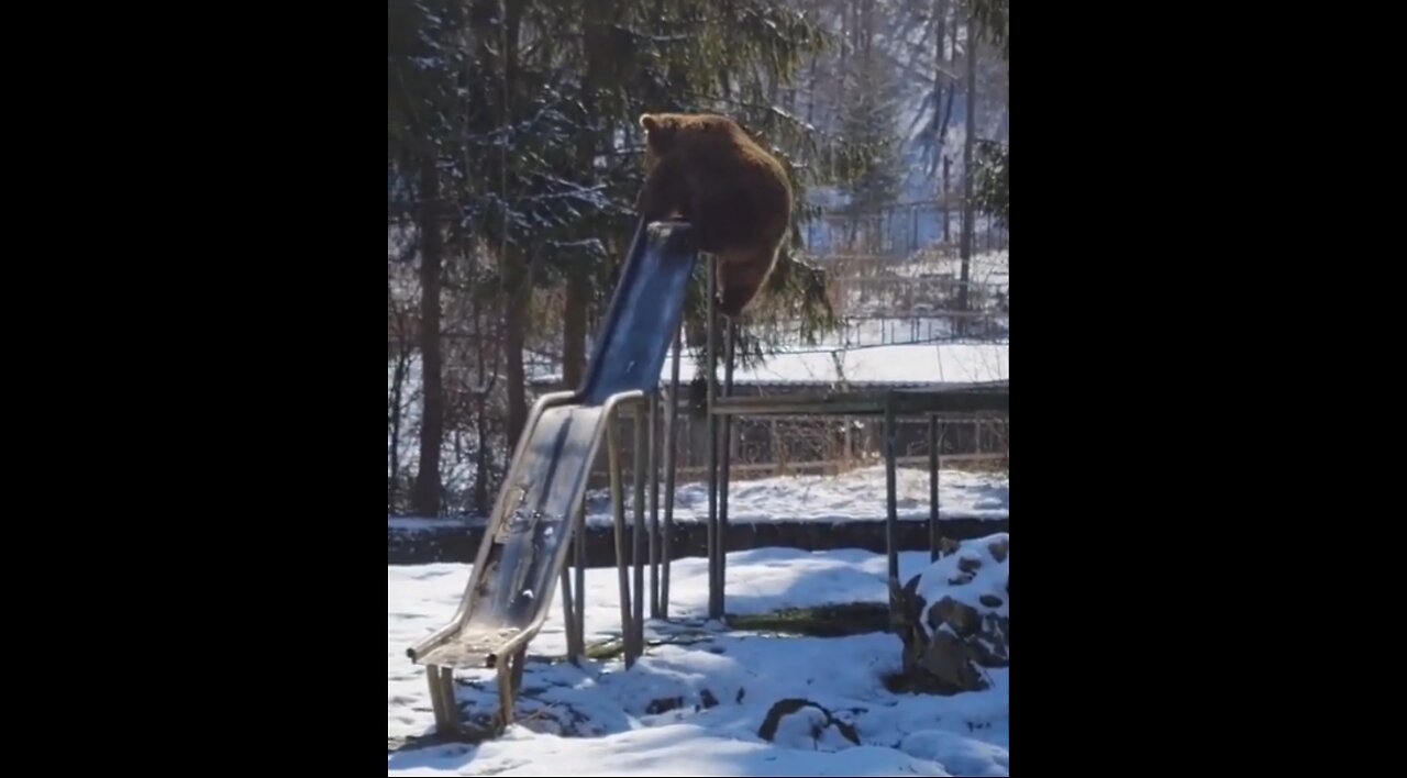 Bear Tries The Slide