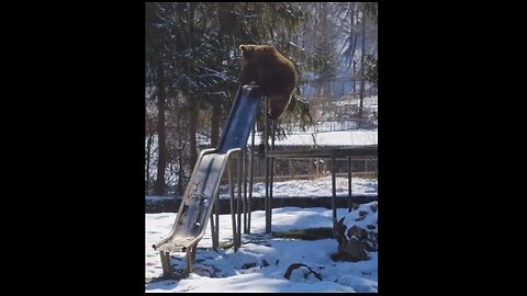 Bear Tries The Slide