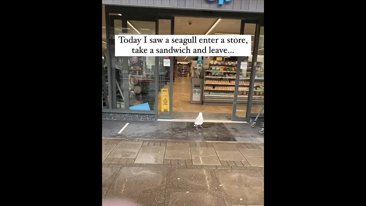 Snack Heist 🦅 ðŸ˜