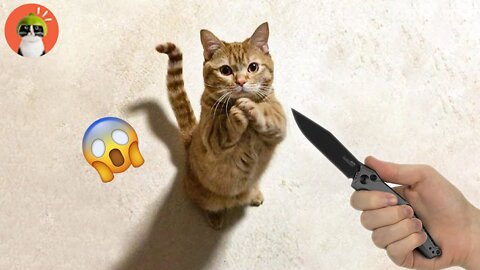 OMG So Cute ♥ Funny Cats and Dogs 2022