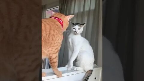 Cats are inquisitive but hate to admit it #shorts