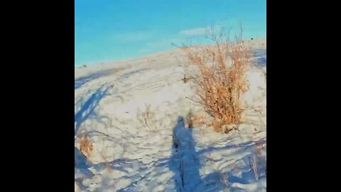 Colorado Pheasant Hunt in DEEP SNOW 23hs3