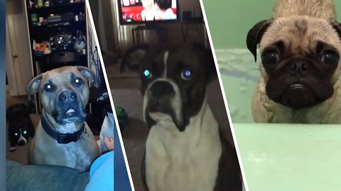 Funniest Pet Tantrum Compilation Ever October 2022- Funny Pet Videos