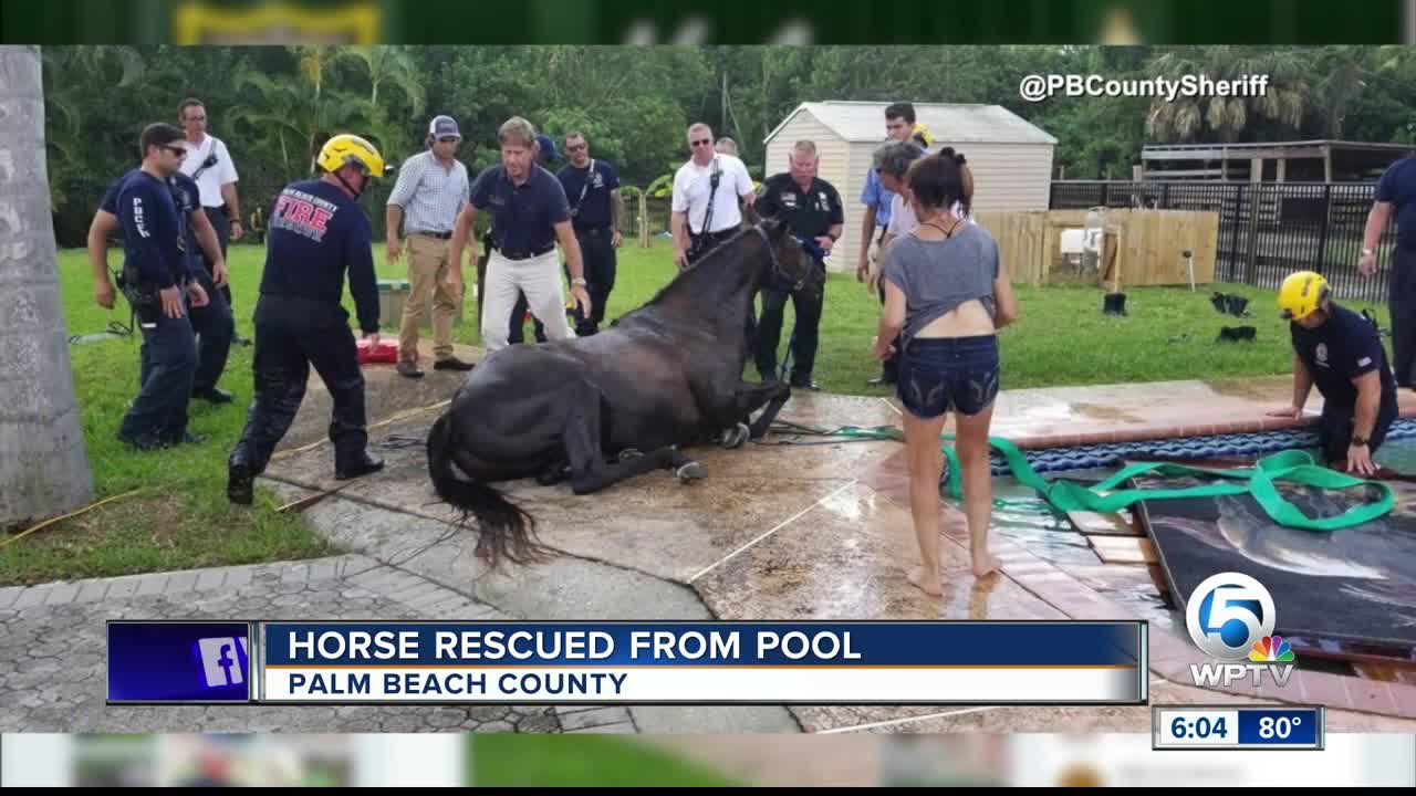 Horse rescued after falling into swimming pool