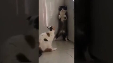 funny cat