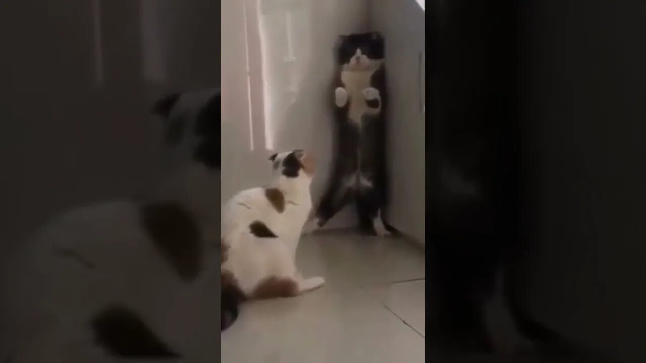 funny cat