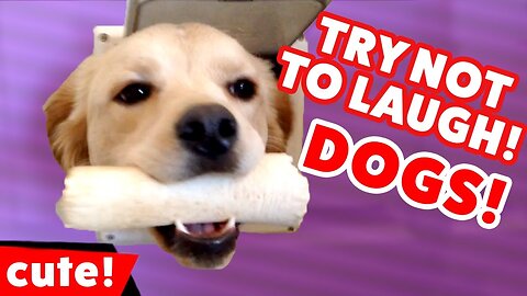 You will laugh at ALL these DOGS 🤣 Funny DOG Videos 😂🐶
