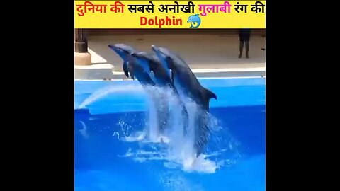 beautiful _pink_dolphin_