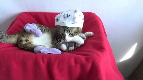This Funny Cat Wears Socks