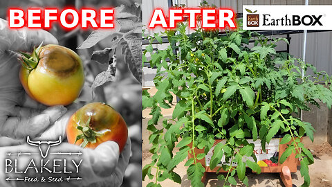 Growing Organic Tomatoes | The Original Earthbox Garden Kit