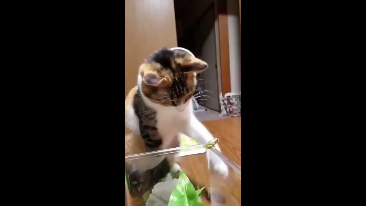 Funny Cats 2021☺ Cute Cat and Kitten Videos