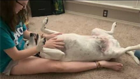 Cão relaxa ao receber massagem da dona