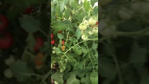 A tour of my humble farm