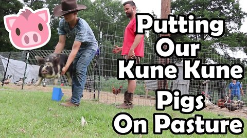 Putting Our pigs on fresh Pasture!!!