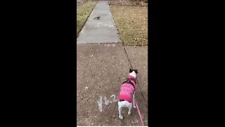 Princess watches the squirrels