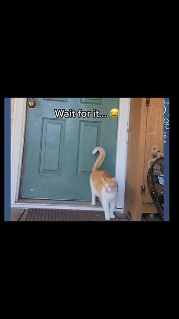 Funny pets 😂 part 3