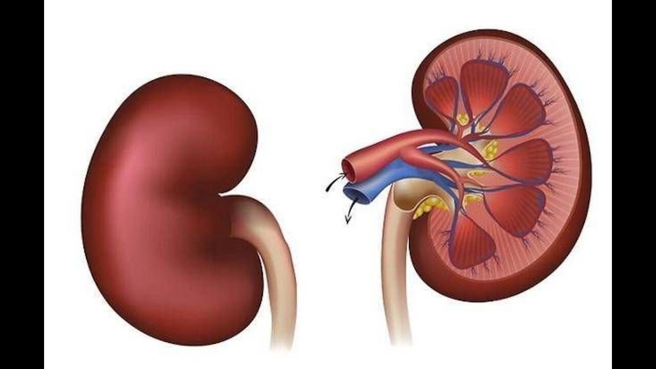 陆媒自曝一天10例肾移植 水下冰山有多大？