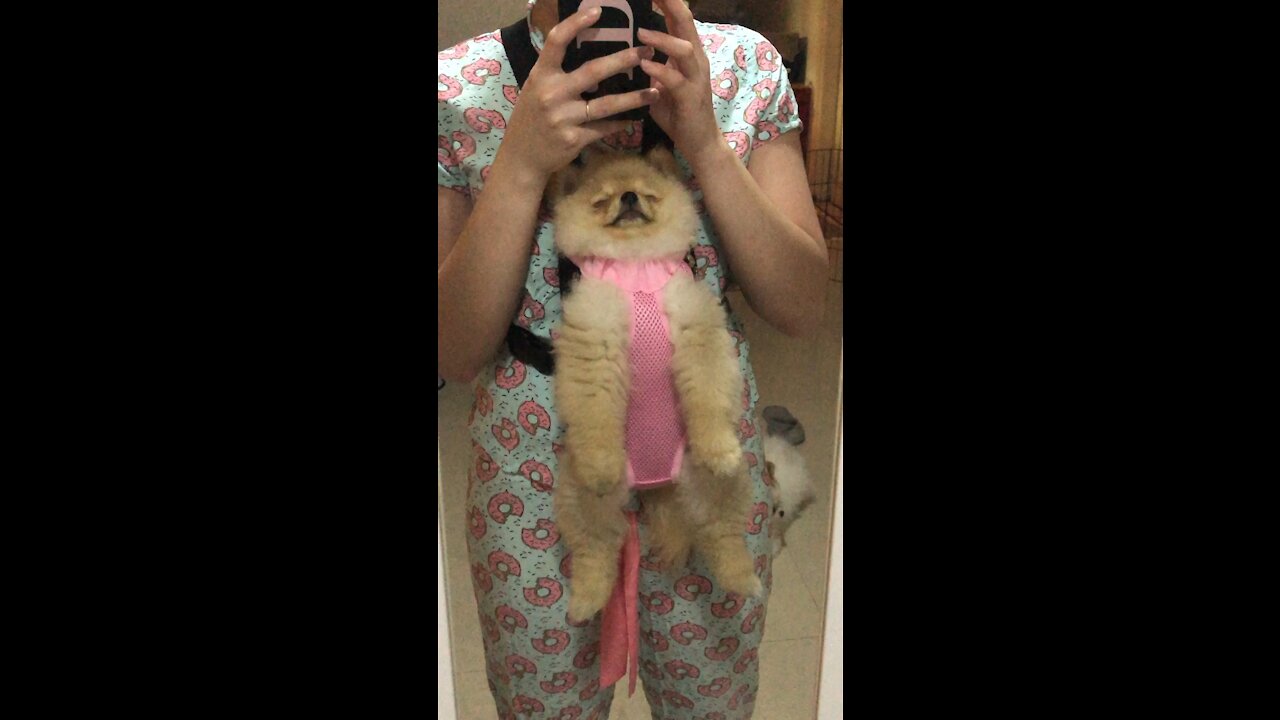 Puppy Finds Owner's Carrier A Little Too Comfortable