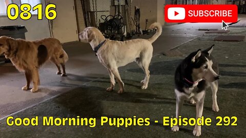 [0816] GOOD MORNING PUPPIES - EPISODE 291 [#dogs #doggos #doggies #puppies #dogdaycare]