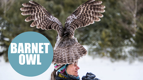 Enormous wild great grey owl sitting bolt upright on top of a woman's HEAD