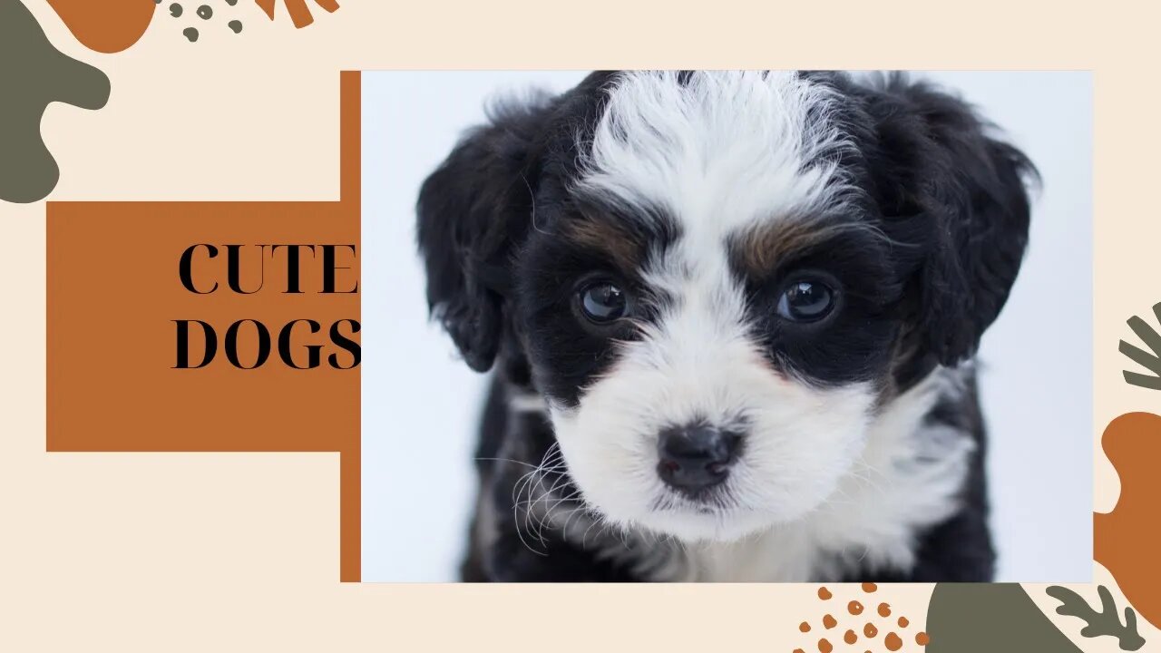 Cute pets||funny dogs,Lovely dogs