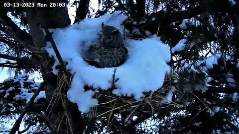 Ellie's Break, Egg Peek, And Return 🥚🥚🥚 03/13/23 21:03