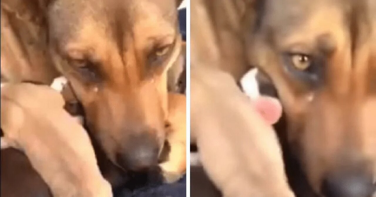 A mother dog asked for help to resecu her puppies - try not to cry