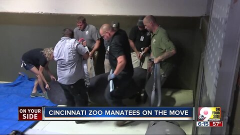 Thanks to Cincinnati Zoo's rehabilitation program, two lucky manatees got to fly home to Florida